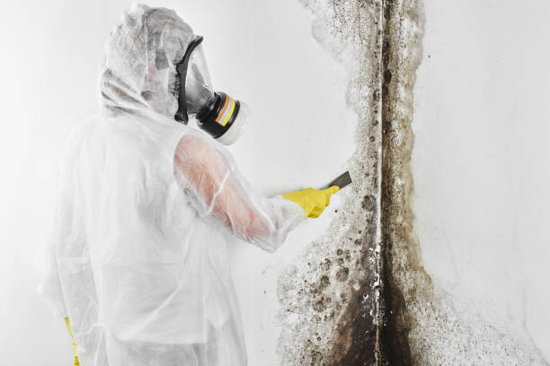 Best HVAC Mold Remediation in Madison, NE